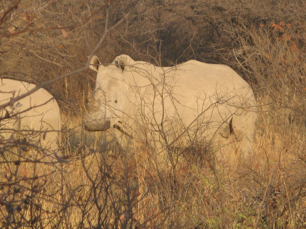 Ботсвана, Този женски носорог е на около 50 метра от нас
